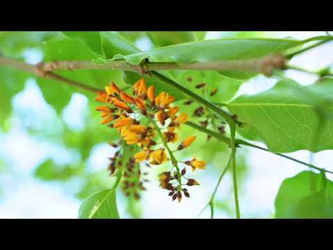 de que arbol sale el palo santo