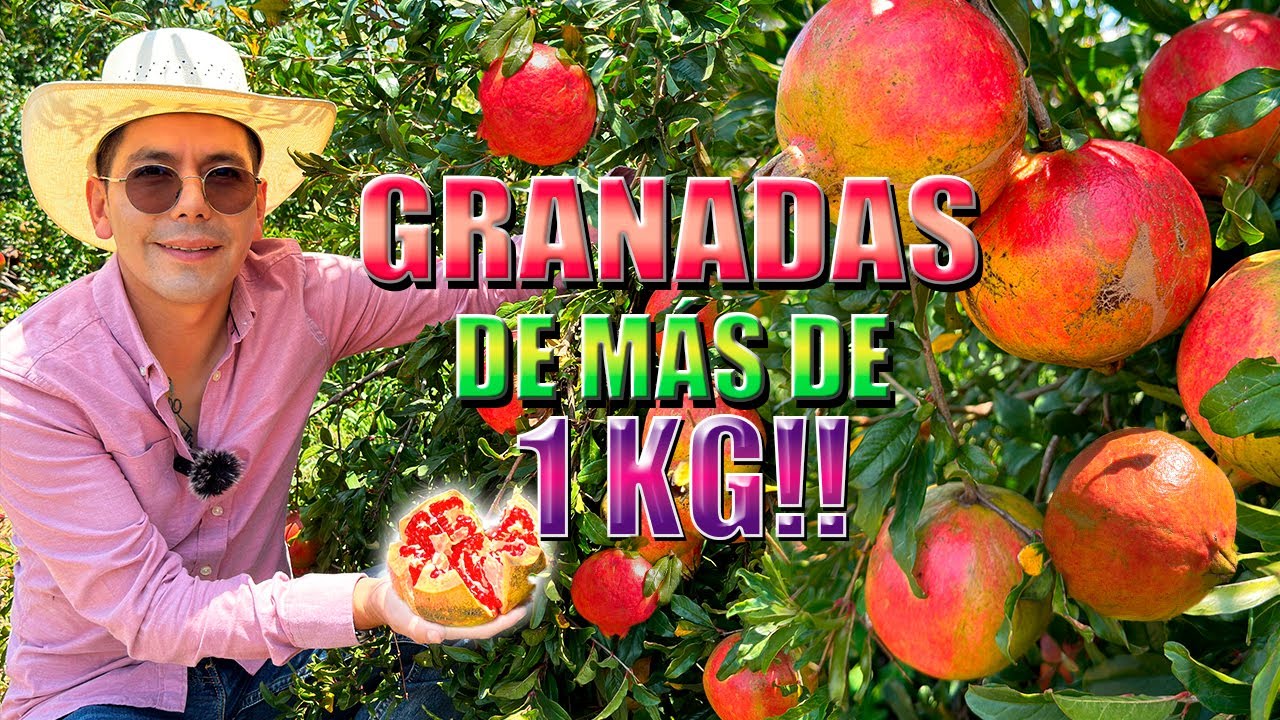 donde se cultiva la granada en españa