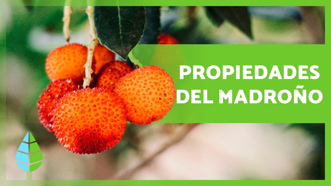 el fruto del madroño es comestible