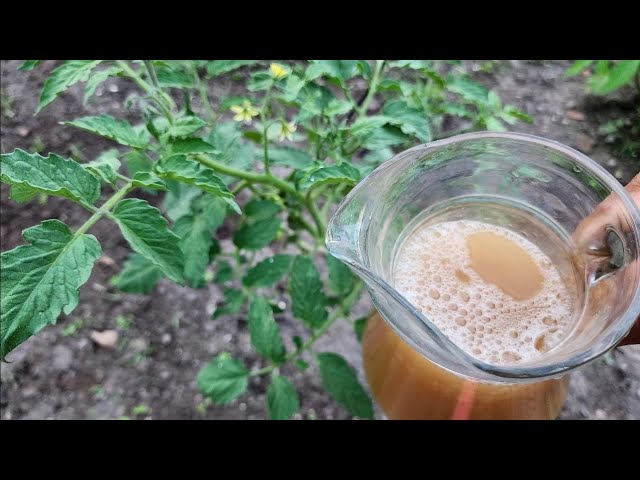 el mejor abono para los tomates