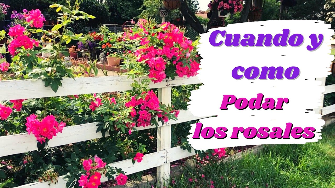 en que fecha se podan los rosales