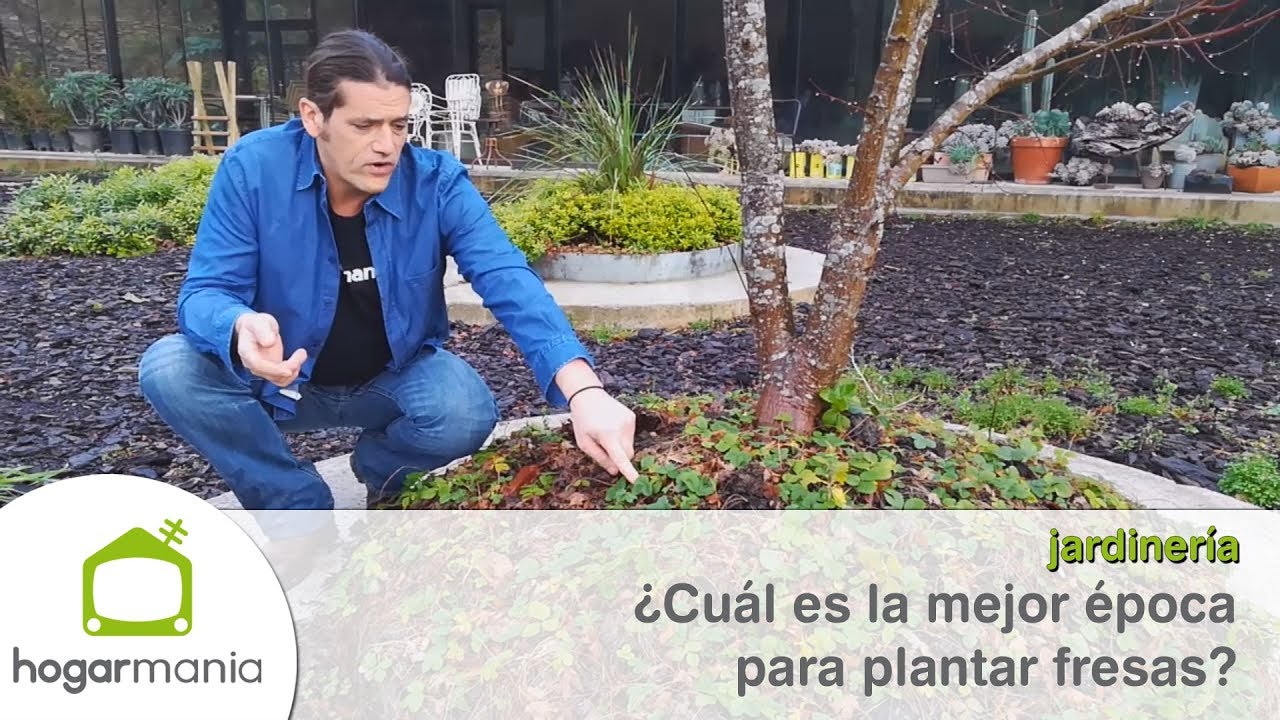 en que mes se plantan las fresas