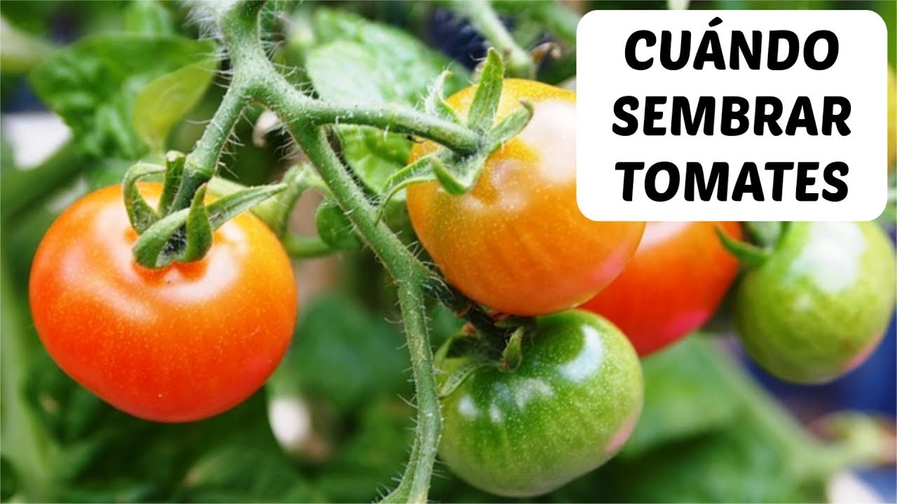 en que mes se plantan los tomates