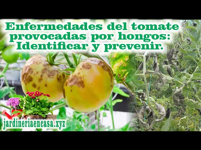 enfermedades del tomate causadas por hongos