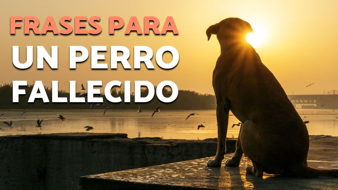 frases de agradecimiento a mi perro fallecido