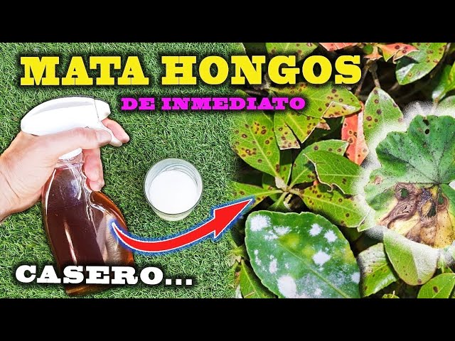 fungicidas para hongos en las plantas