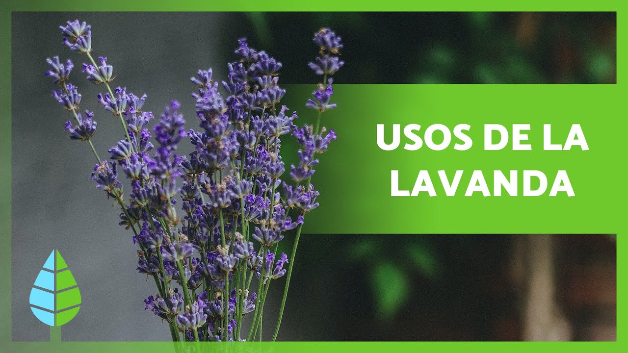 infusión de lavanda para que sirve