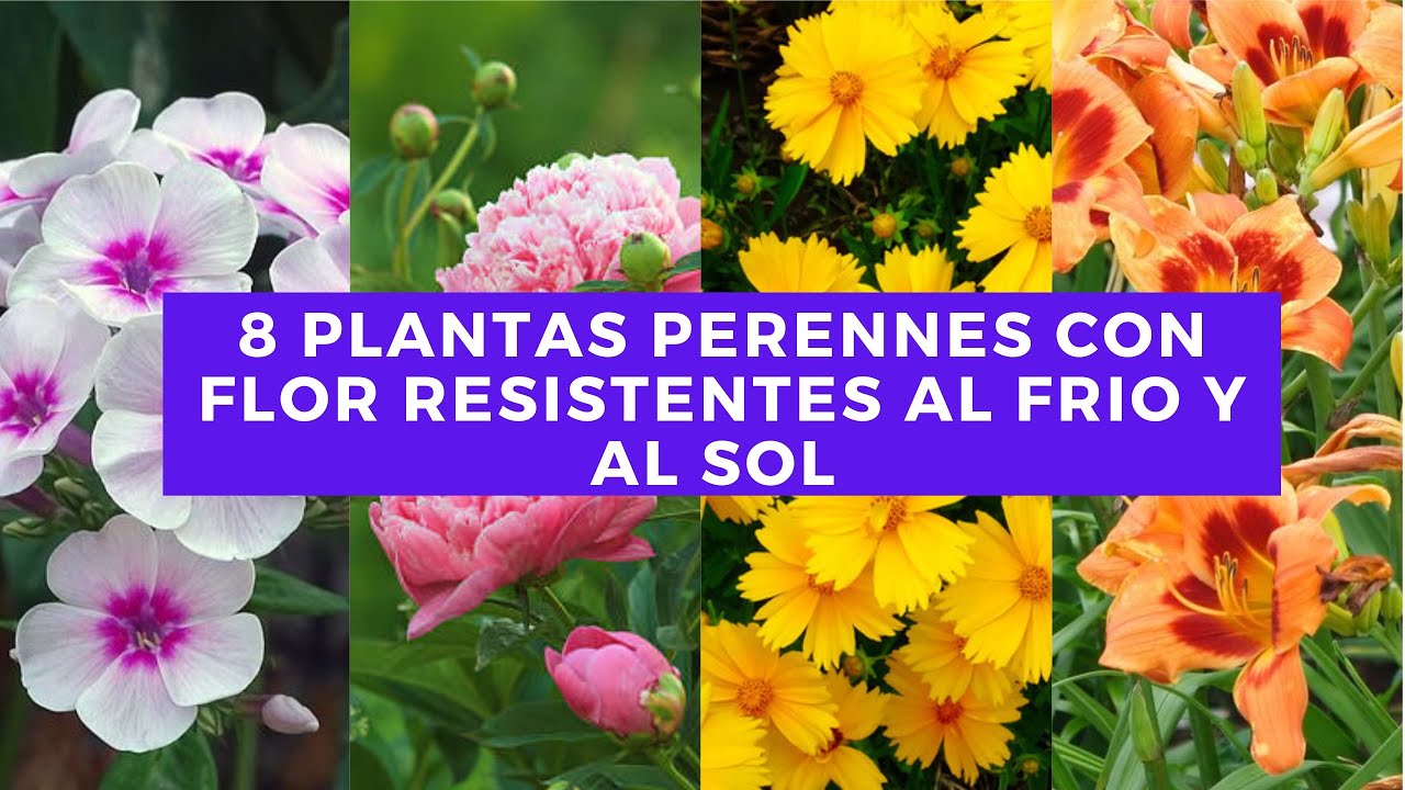 invierno plantas de exterior con flor todo el año