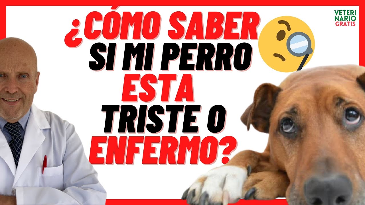 mi perro está frío y triste