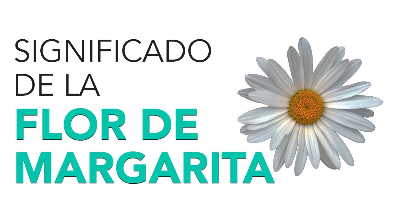 nombre de la flor de la margarita