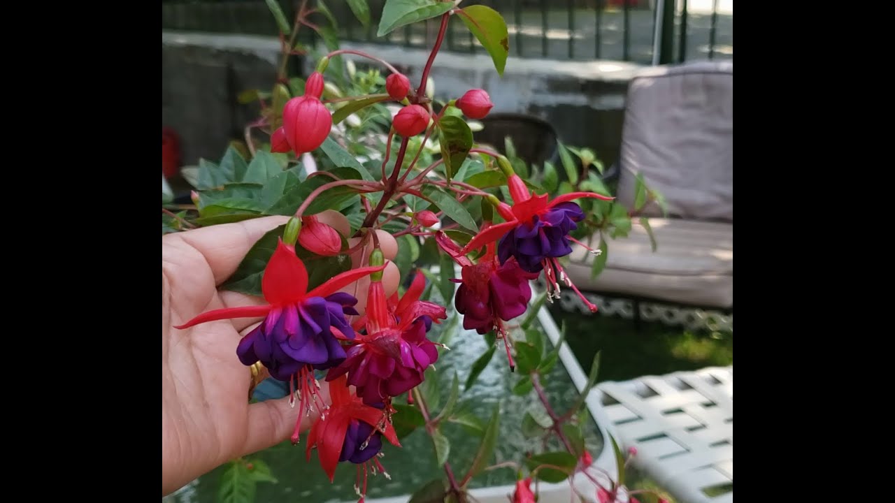 pendientes de la reina interior o exterior