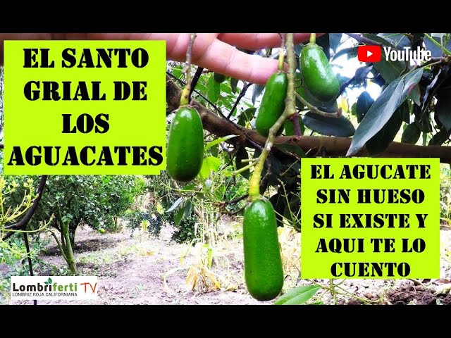 peso de un aguacate sin hueso