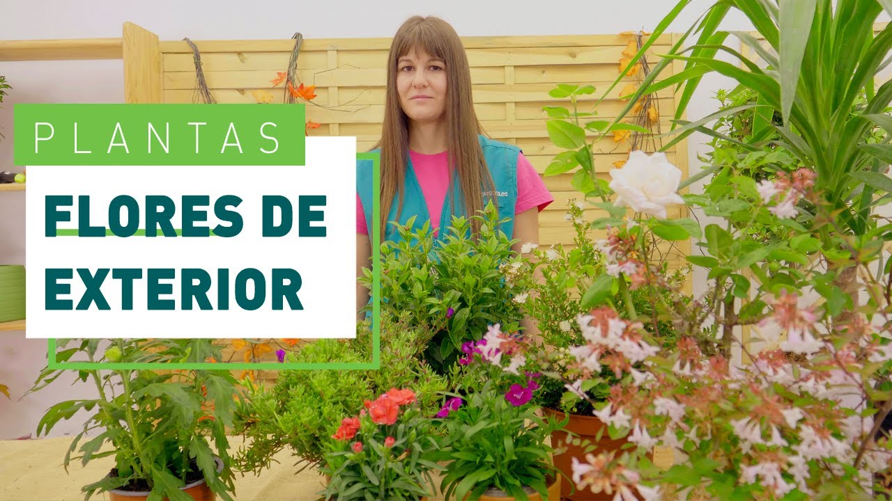 plantas de exterior con flor resistentes