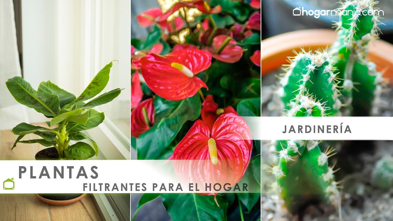 plantas de interior que dan alergia