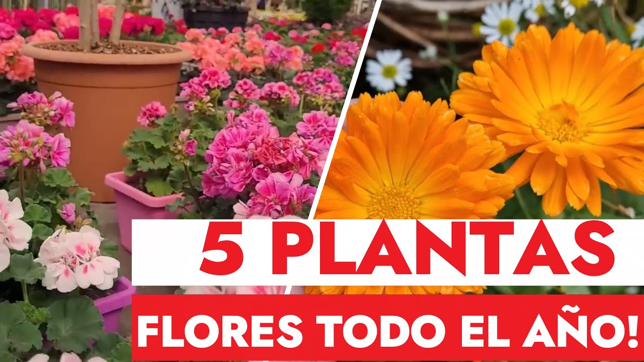 plantas que florecen en septiembre y octubre