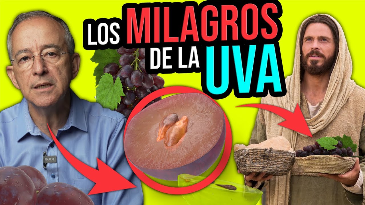 propiedades de la uva roja sin semilla