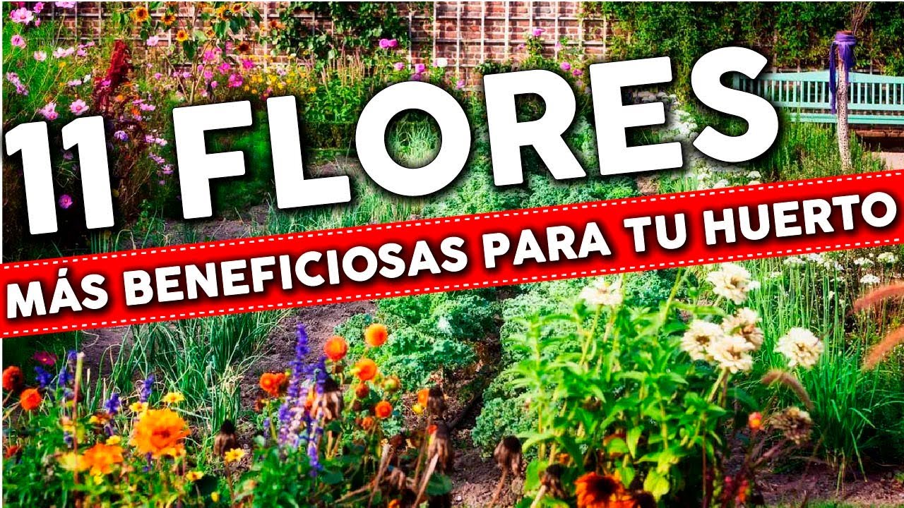 que flores se pueden plantar ahora