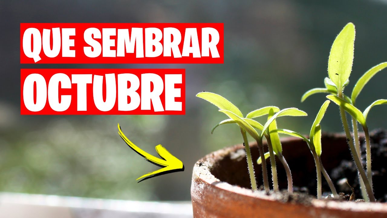 que sembrar en octubre en andalucía