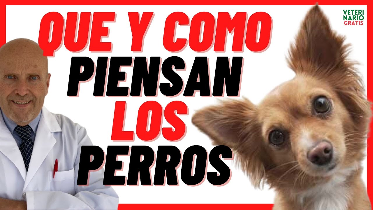 que siente un perro por su dueño