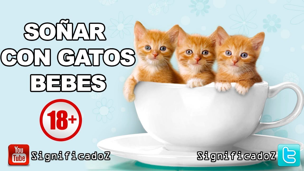 que significa soñar con gatitos bebes