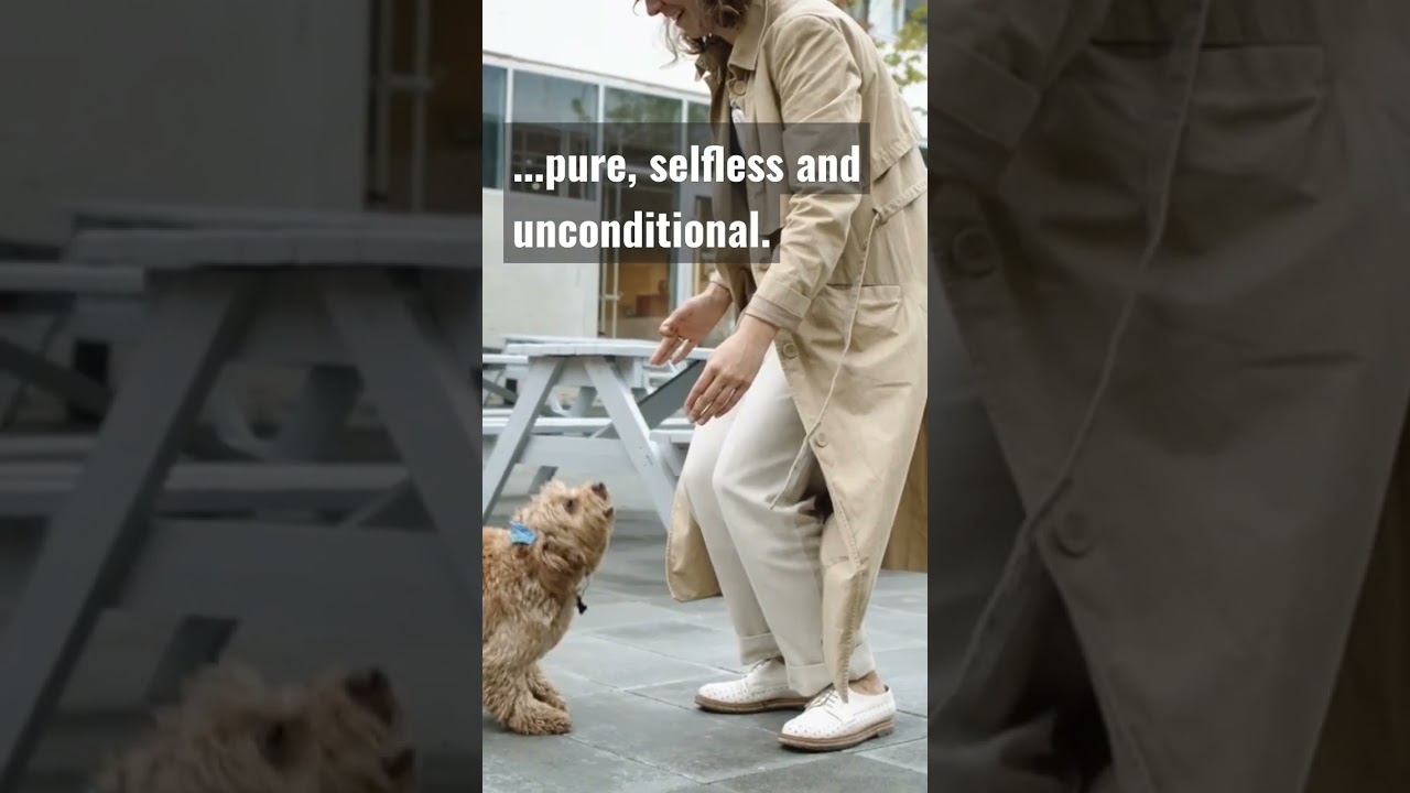 quotes about the love of animals