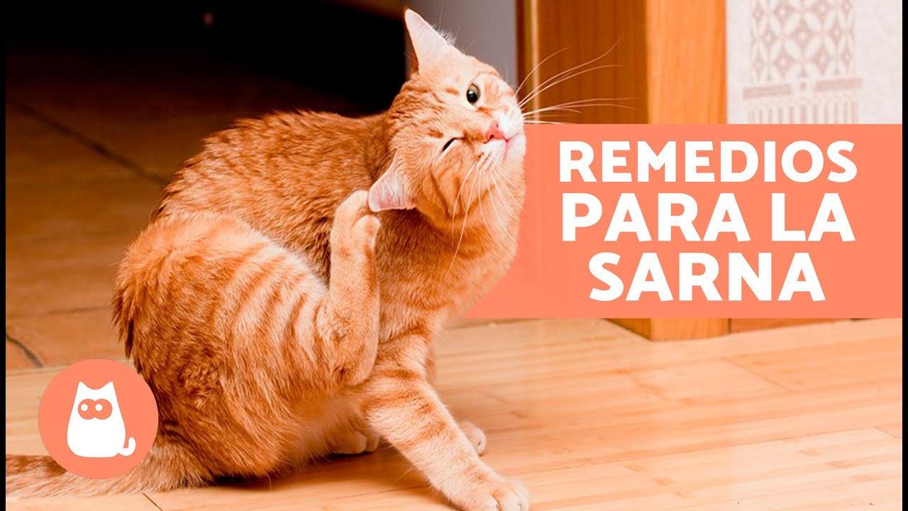 remedios caseros para picor en los gatos