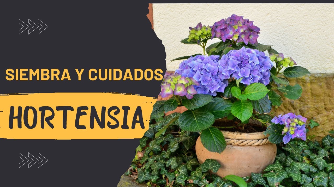 se puede plantar hortensias en macetas