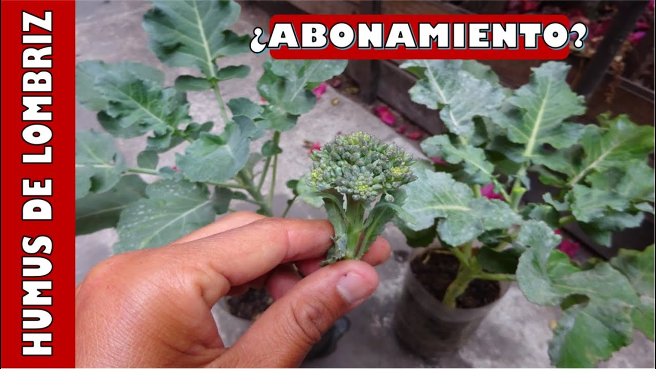 se puede plantar solo con humus de lombriz