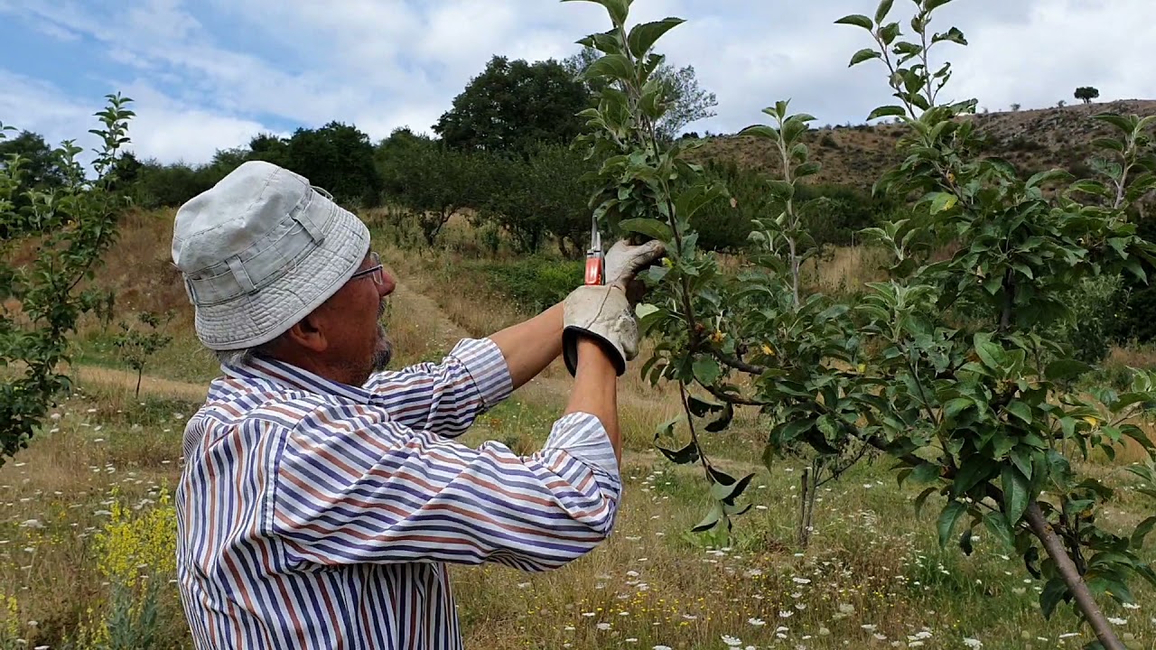 se puede podar un manzano en verano