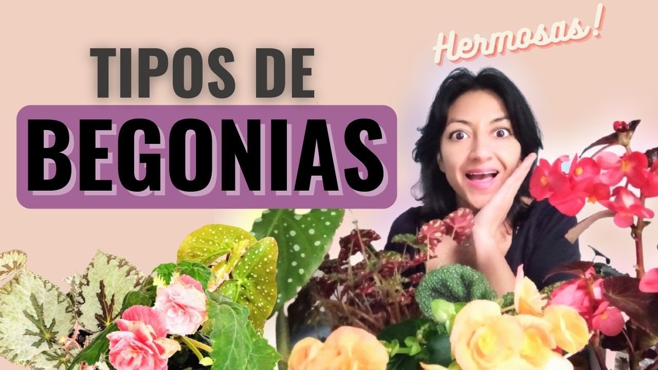 tipos de begonias y sus nombres